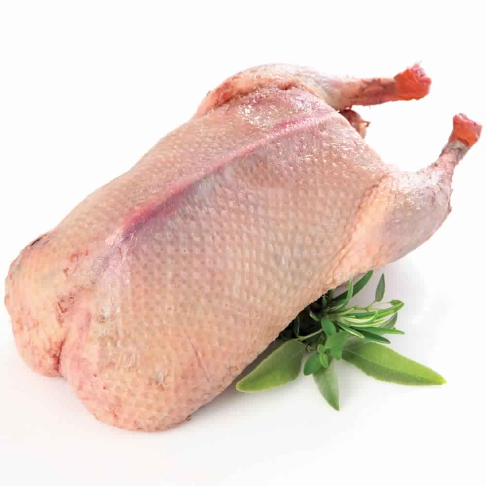 بط فري كوول