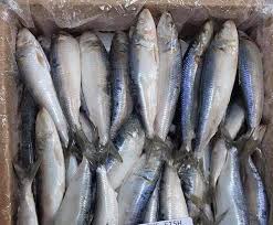 سمك سردين  جامبو 10 ك   